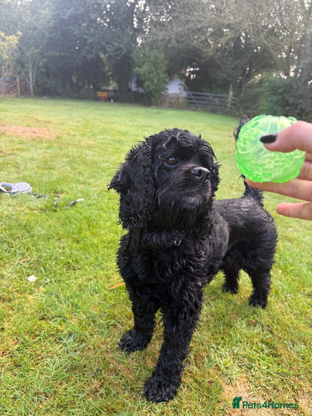 American Cocker Spaniel dogs for stud: Lordas - Image 2