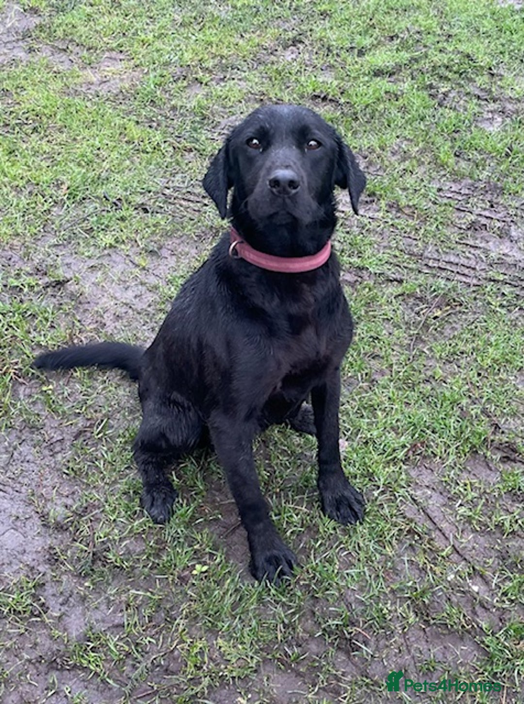 Labrador Retriever dogs for sale: 🐶KC Registered Labradors 🐶 - Advert 2