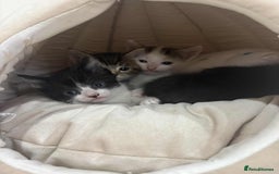 Mixed Breed cats for sale: KITTENS FOR SALE - Image 6