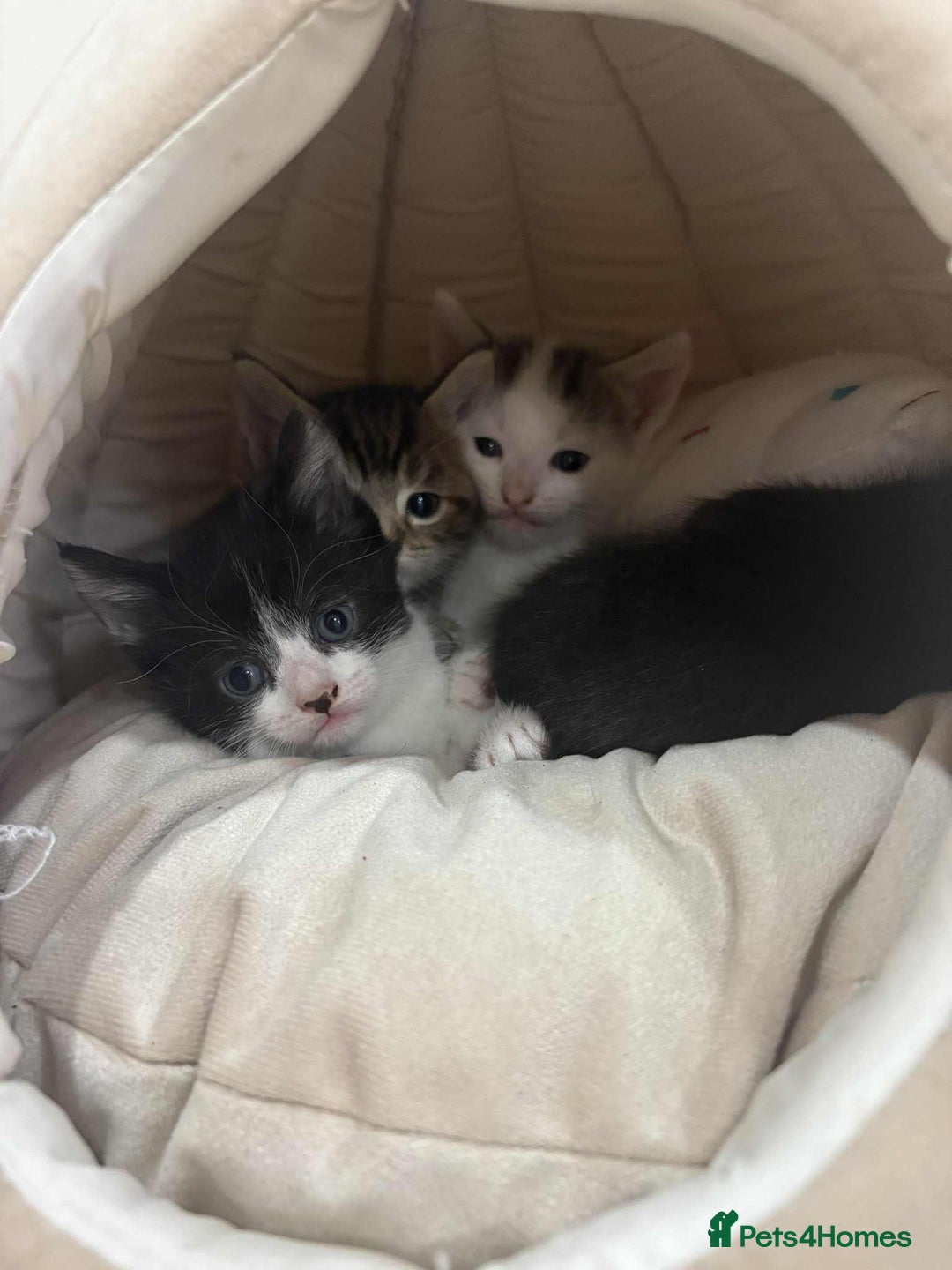 Mixed Breed cats for sale: KITTENS FOR SALE - Image 6