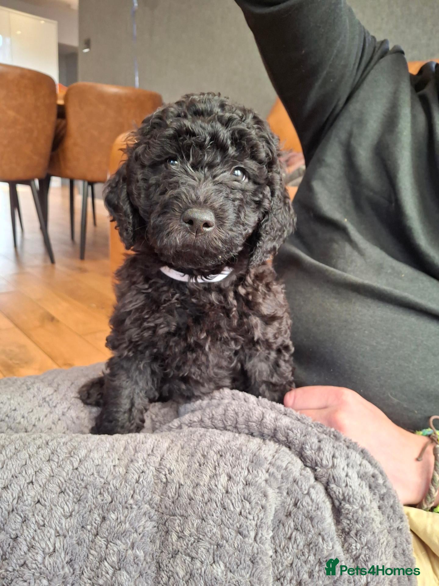 Labradoodle dogs 🐶 Quality Beautiful labradoodle girls  - Advert 1