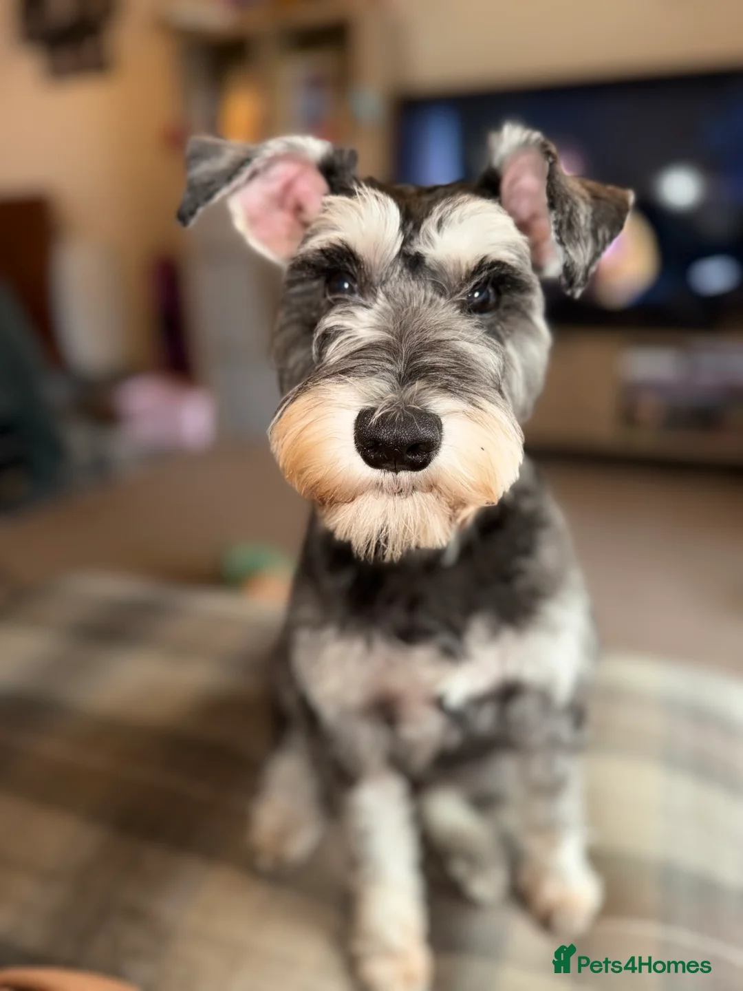 Miniature Schnauzer dogs for sale: Male Miniature Schnauzer - 8 months old in Ammanford - Advert 2