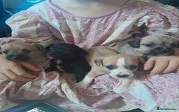 Mixed Breed dogs for sale: Jack russell x chihuahua boys only  - Image 1