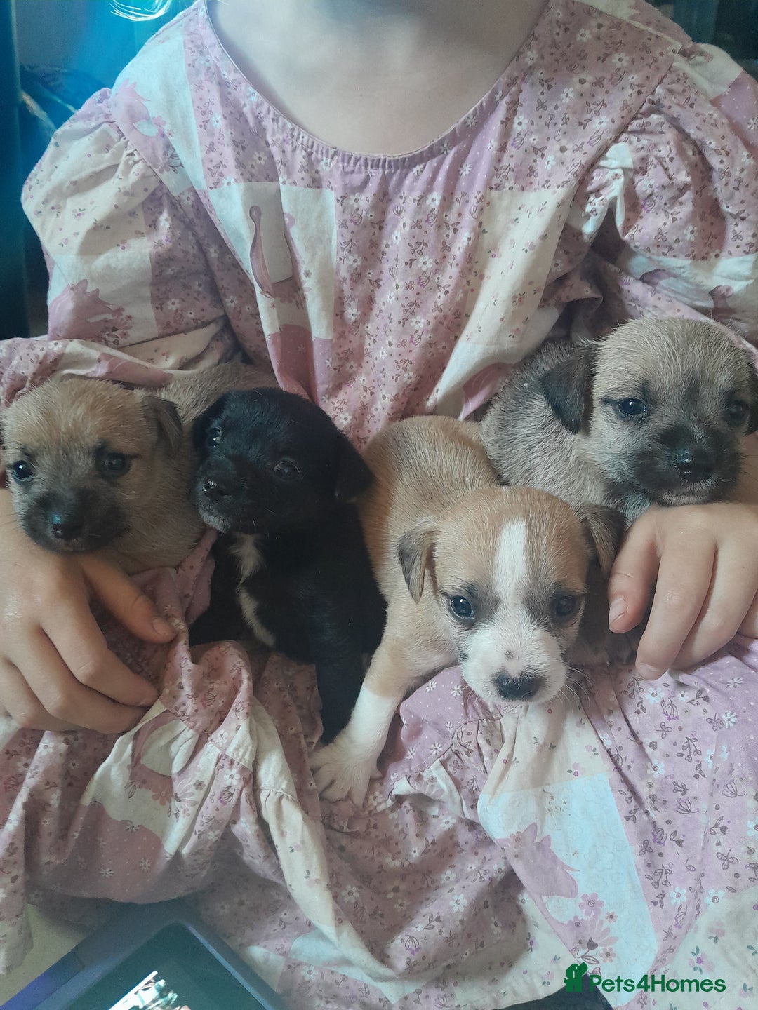 Mixed Breed dogs for sale: Jack russell x chihuahua boys only  - Image 1