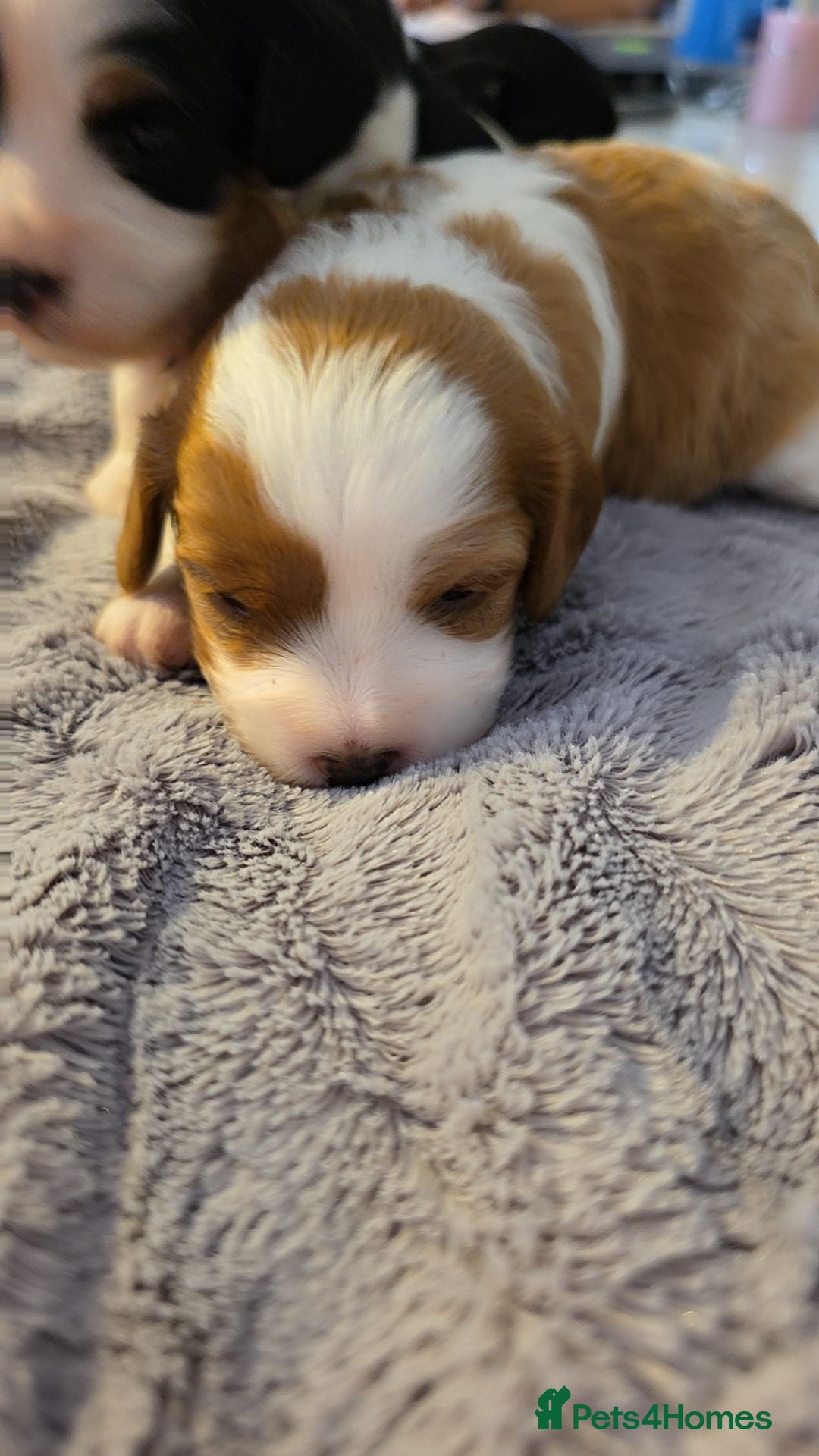 Cavapoo dogs Beautiful cavapoo puppies  - Advert 2