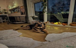 Mixed Breed dogs for adoption: Jim the gentle giant  - Advert 11