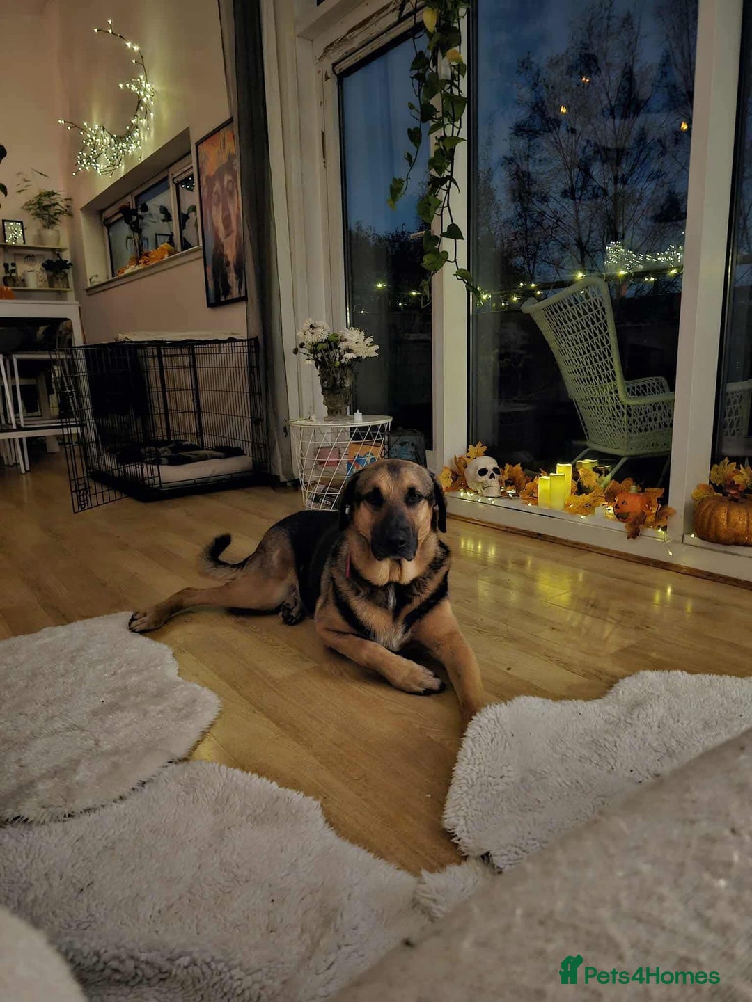 Mixed Breed dogs for adoption: Jim the gentle giant  - Advert 11