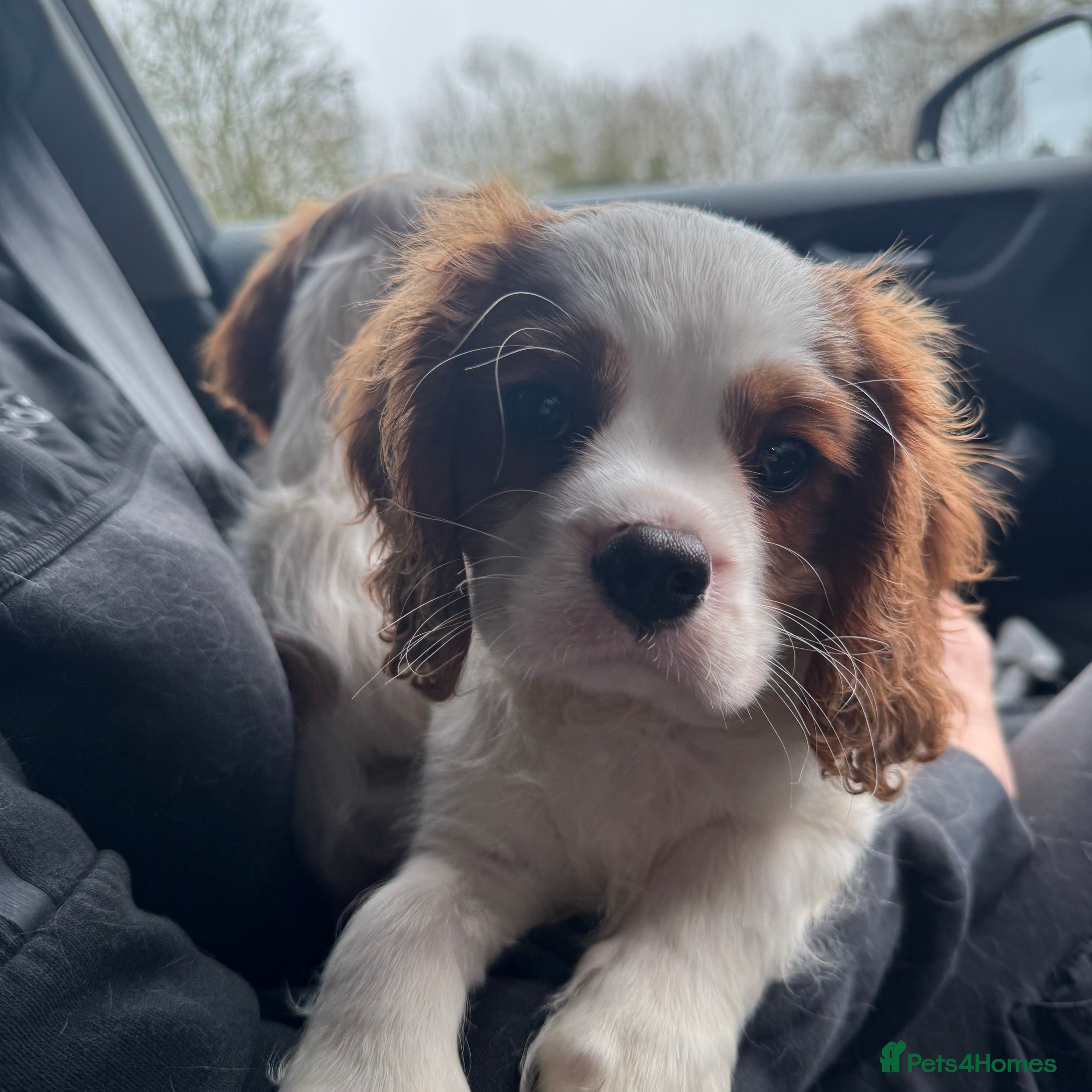 Cavalier King Charles Spaniel dogs Stunning cavalier King Charles puppies  - Advert 2