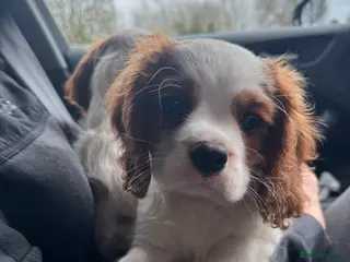 Cavalier King Charles Spaniel dogs Stunning cavalier King Charles puppies - Advert 3