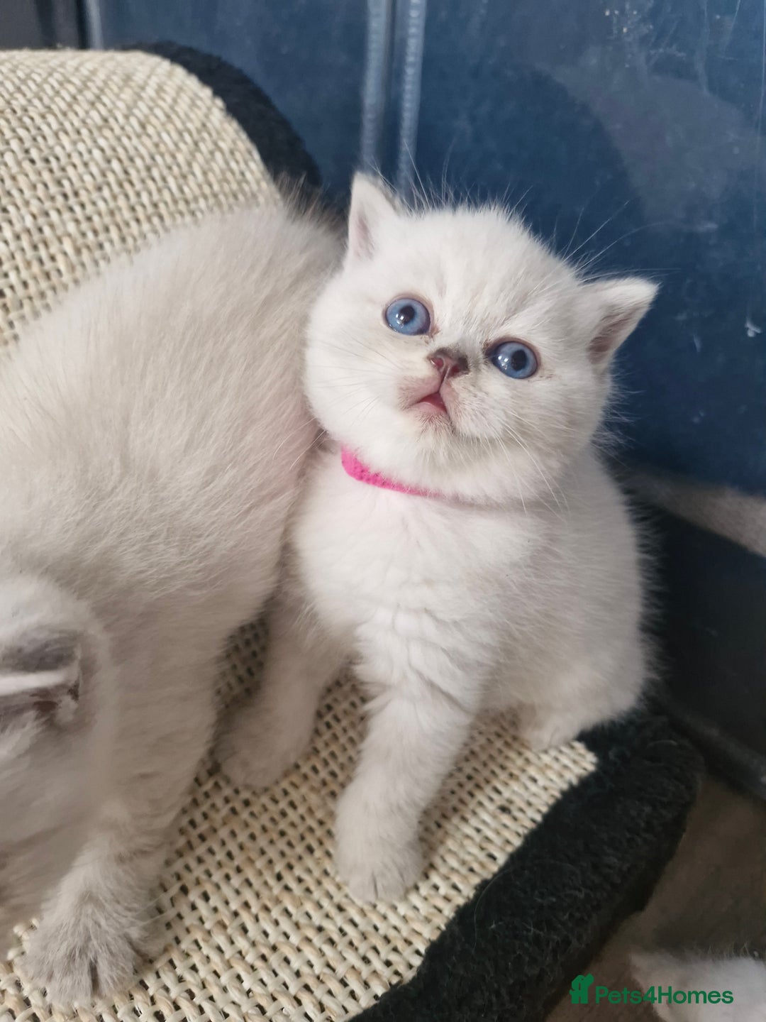 British Shorthair cats for sale: Pedigree British shorthair, longhair, blue, lilac - Image 7