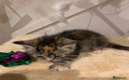 Mixed Breed cats for sale: Mixed Himalayan - Image 18