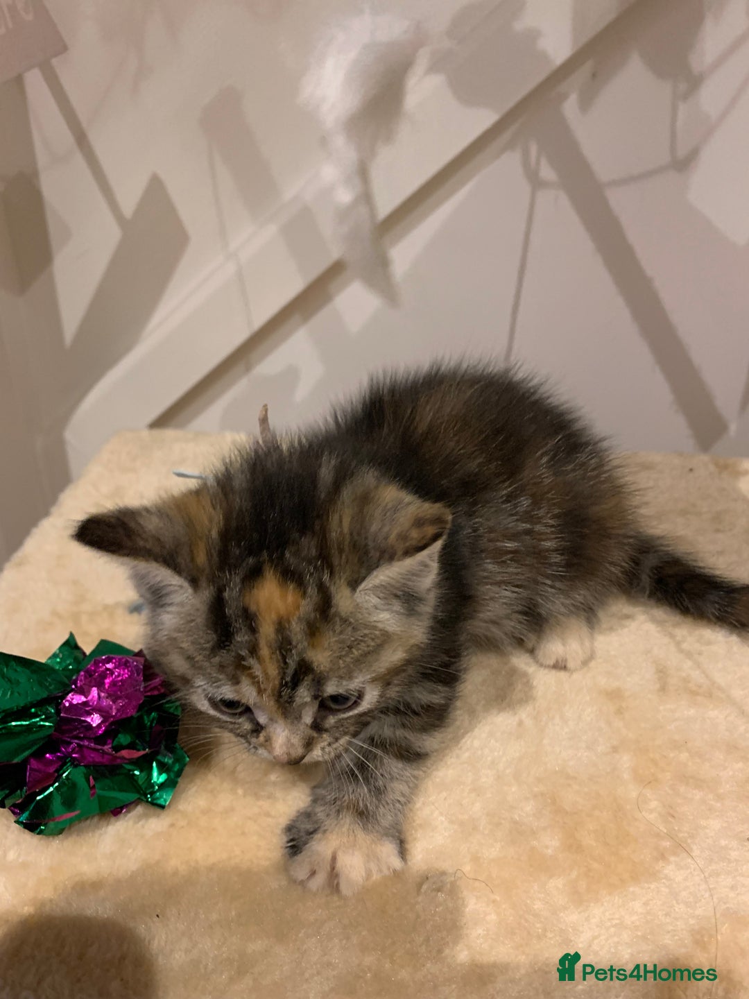 Mixed Breed cats for sale: Mixed Himalayan - Image 18