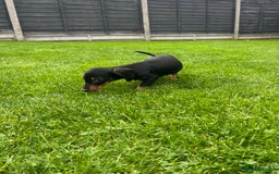 Miniature Dachshund dogs for sale: Miniature Dachshund Boys and Girls - Image 25