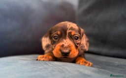 Miniature Dachshund dogs for sale: KC registered miniature dachshund puppies - Image 14