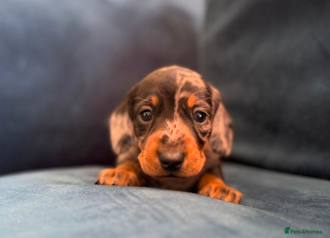 Miniature Dachshund dogs for sale: KC registered miniature dachshund puppies - Image 14