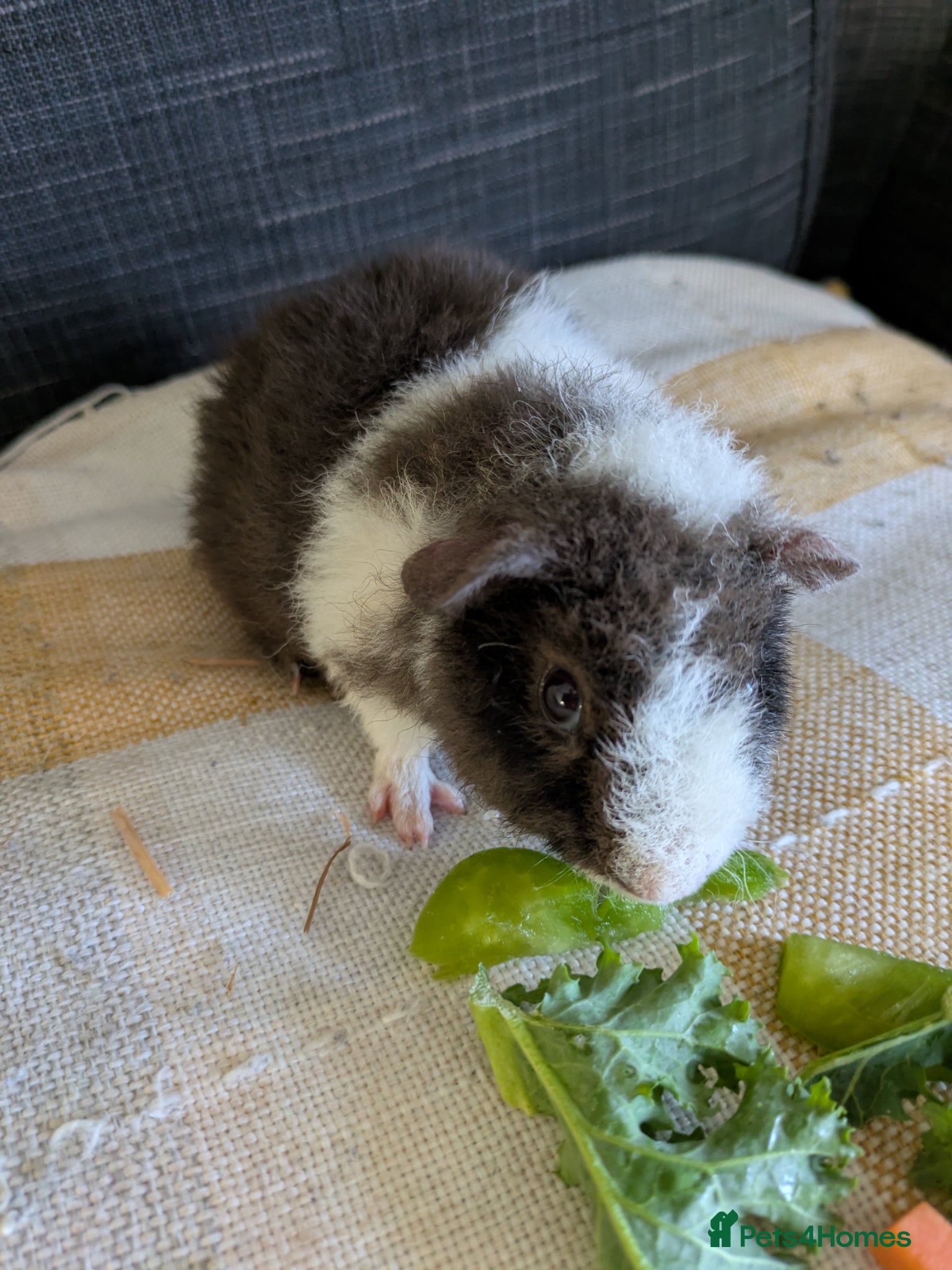 Guinea Pig rodents Advert updated beautiful teddie boar  - Advert 23