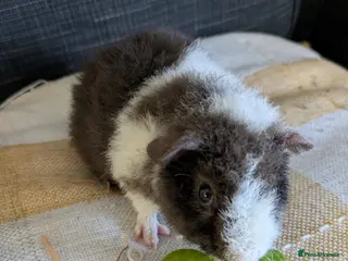 Guinea Pig rodents Advert updated beautiful teddie boar - Advert 23