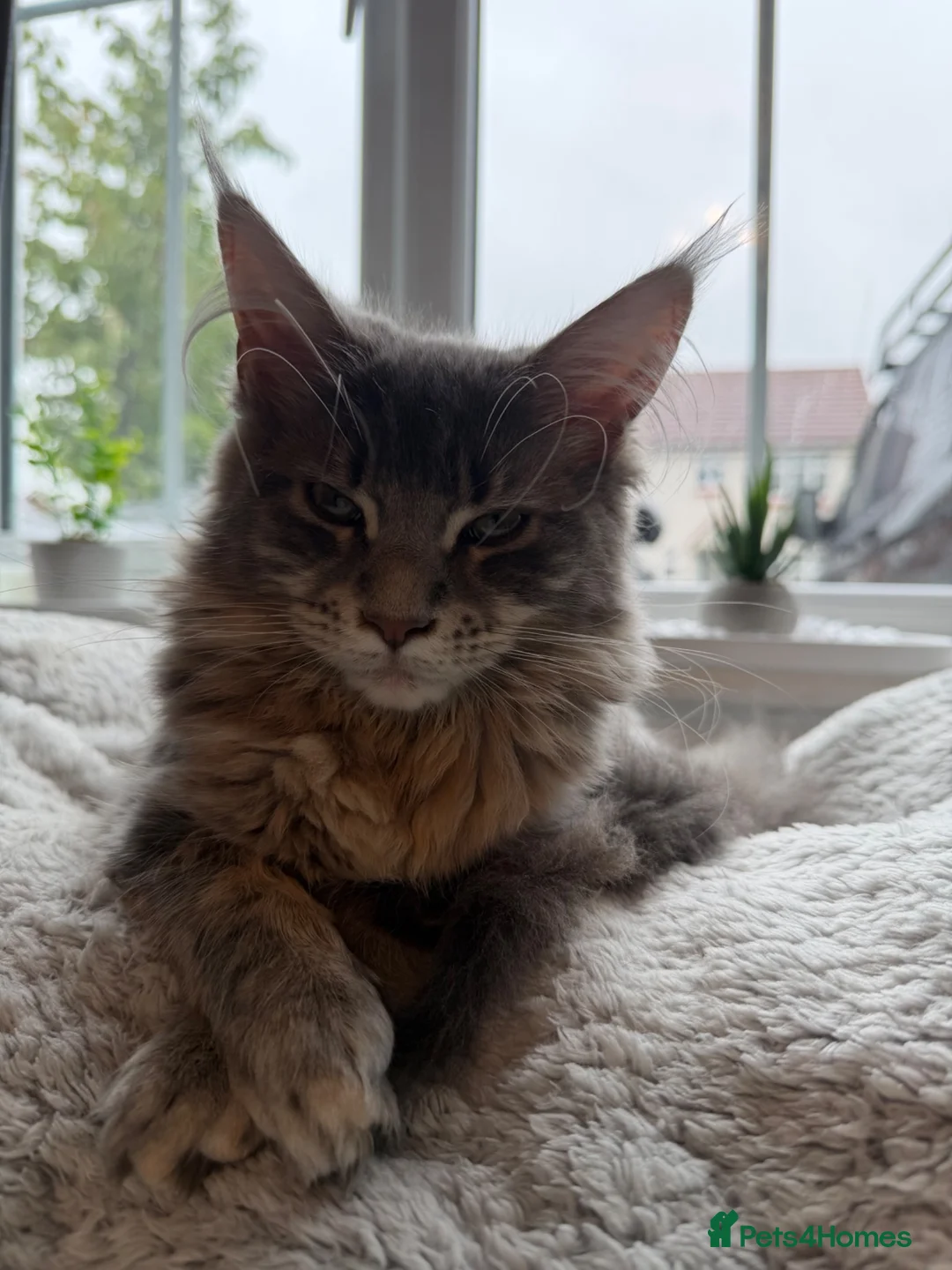 Maine Coon cats for sale: Princess  - Advert 2