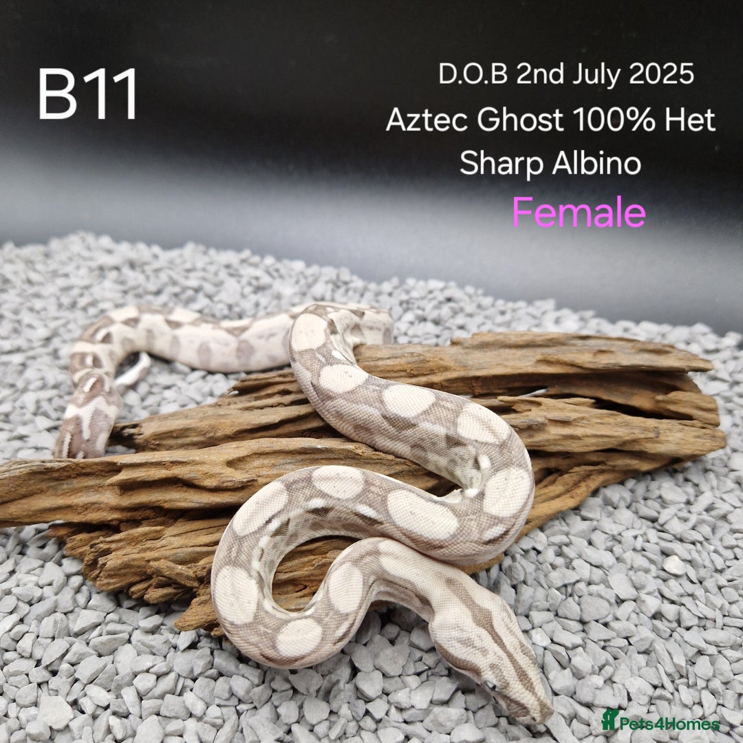 Boa Snake reptiles for sale: 2025 boa morphs - Advert 4