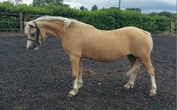 Welsh Section A horses for sale: Palomino welsh section A mare. 4yo - Image 1