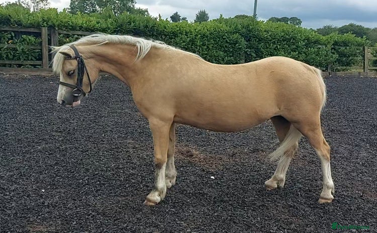 Welsh Section A horses - Advert 1