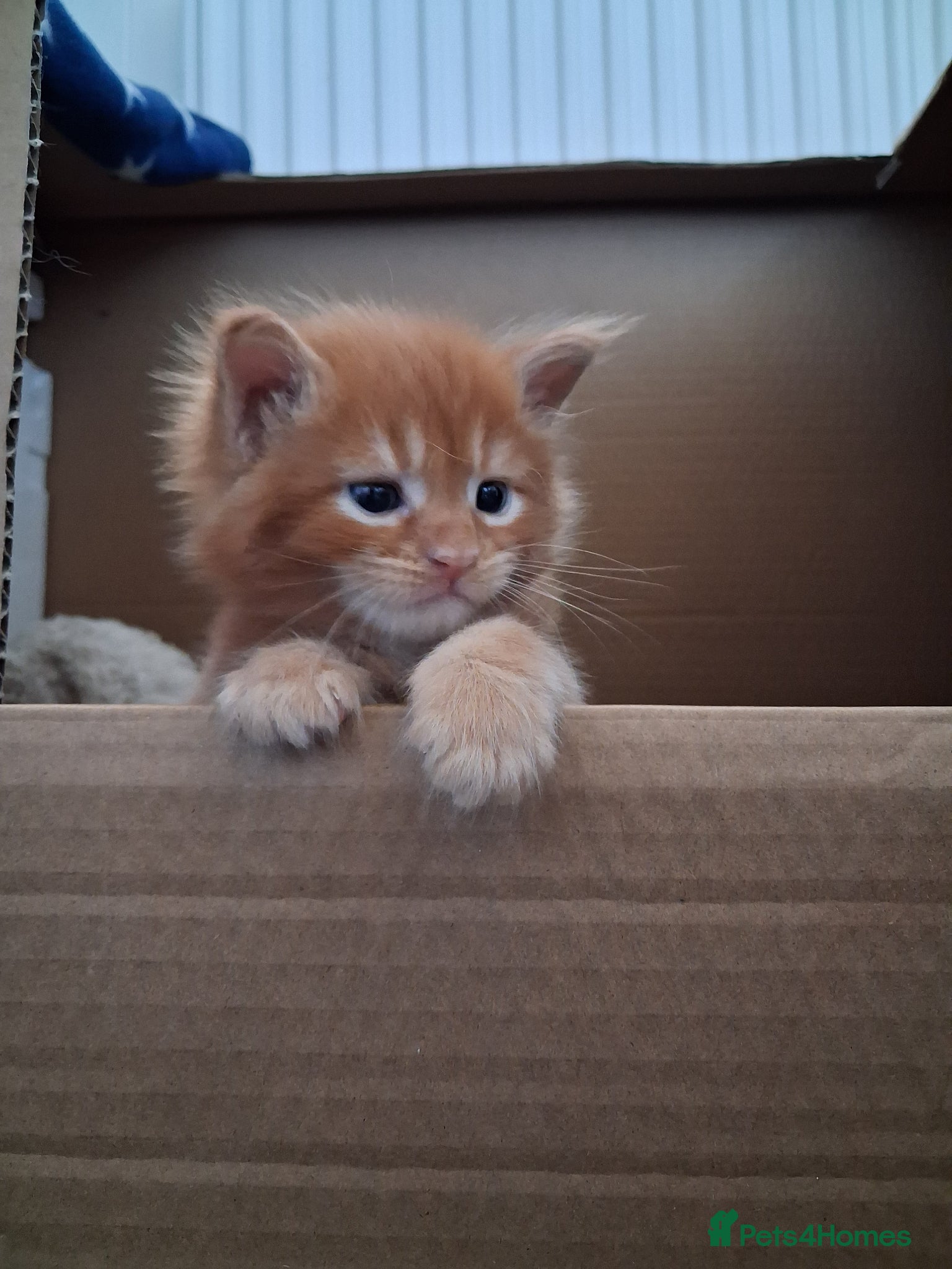 Maine Coon cats BEAUTIFUL LITTLE GINGER BOY - Advert 4