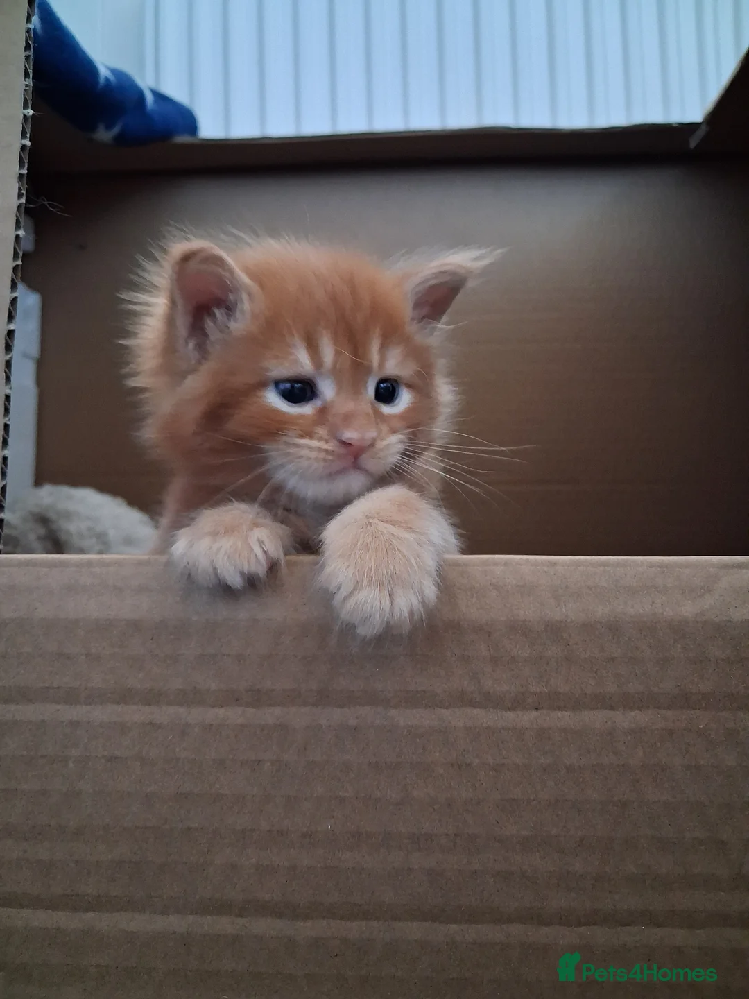 Maine Coon cats for sale: BEAUTIFUL LITTLE GINGER BOY in Thetford - Advert 1