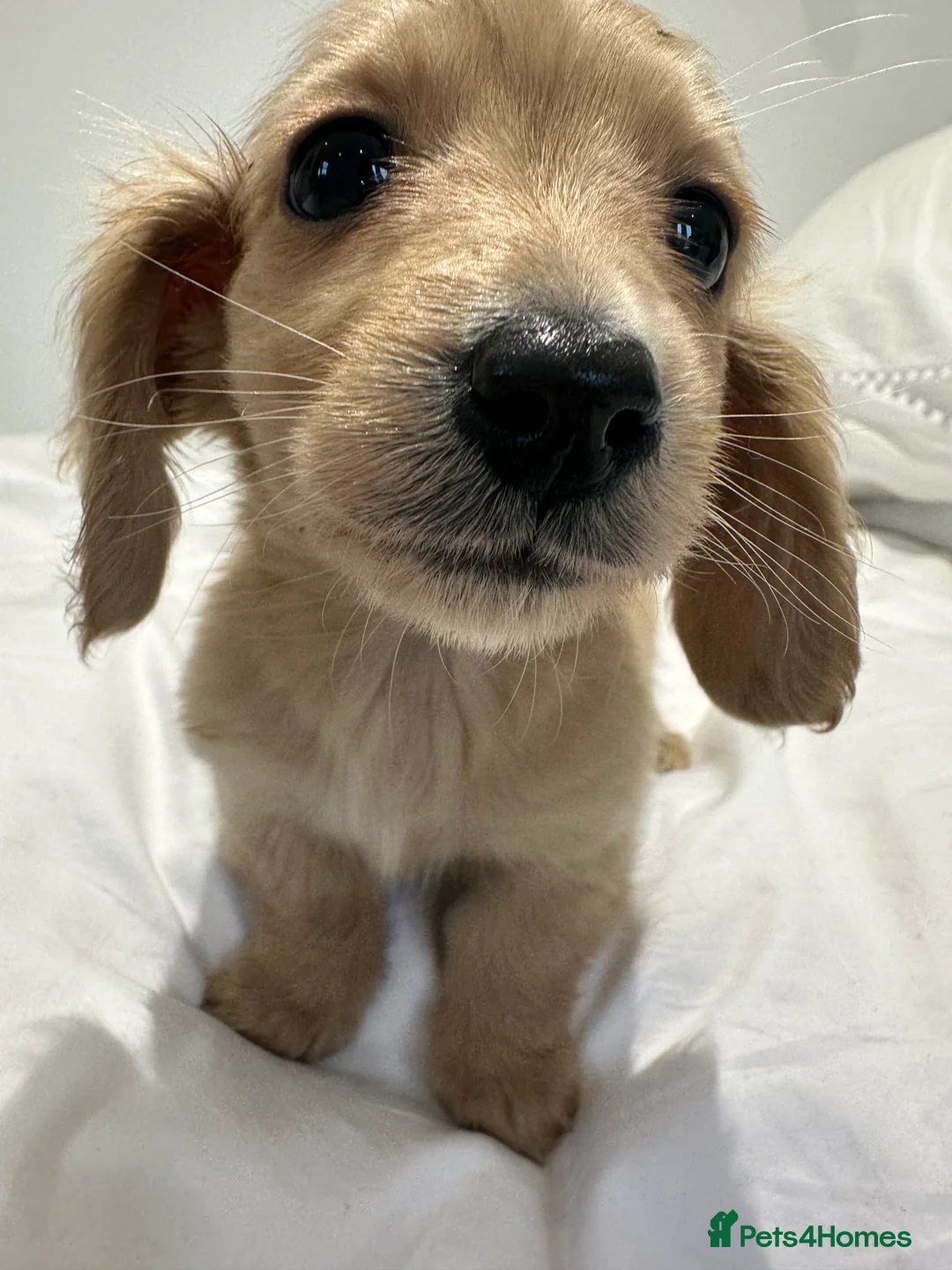 Miniature Dachshund dogs for sale: 👑 ✨MINI CREAM DACHSHUNDS✨👑 - Advert 1