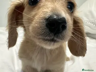 Miniature Dachshund dogs 👑 ✨MINI CREAM DACHSHUNDS✨👑 - Advert 6