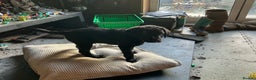 Labrador Retriever dogs for sale: Male Black Labrador Puppy - Advert 2