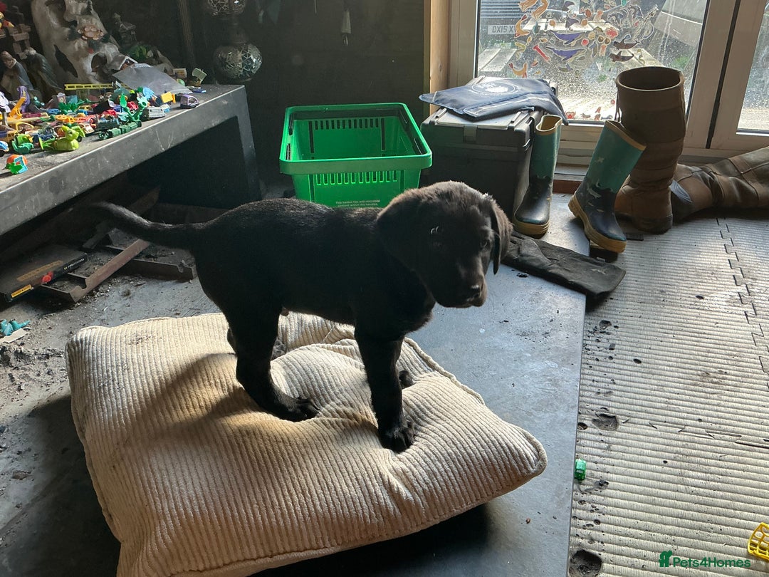 Labrador Retriever dogs for sale: Male Black Labrador Puppy - Advert 2