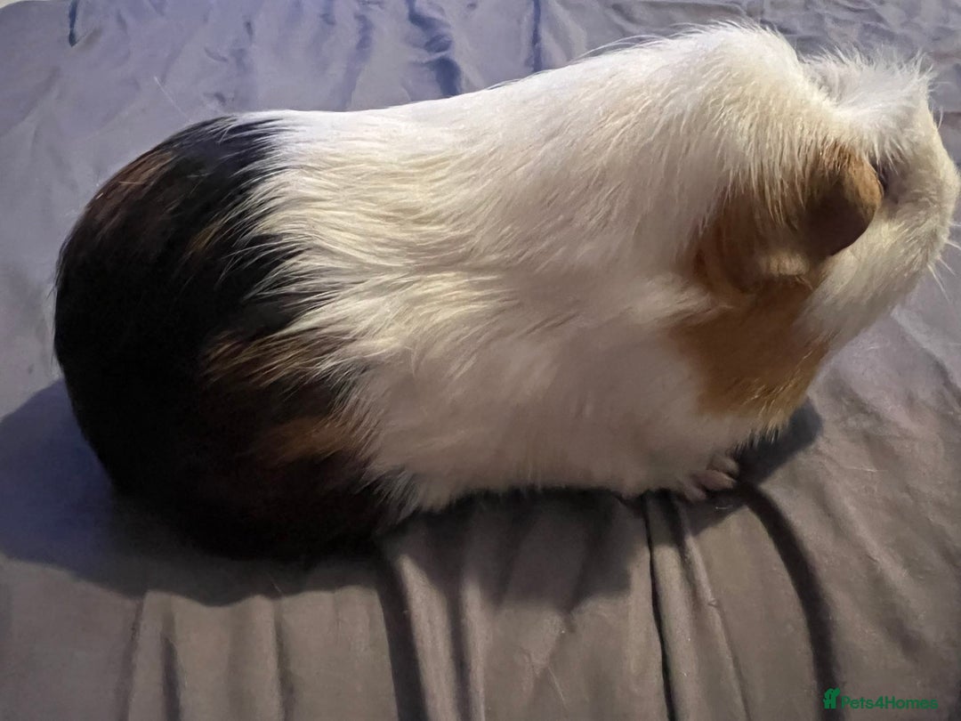 Guinea Pig rodents for sale: Female guinea pigs  - Advert 15
