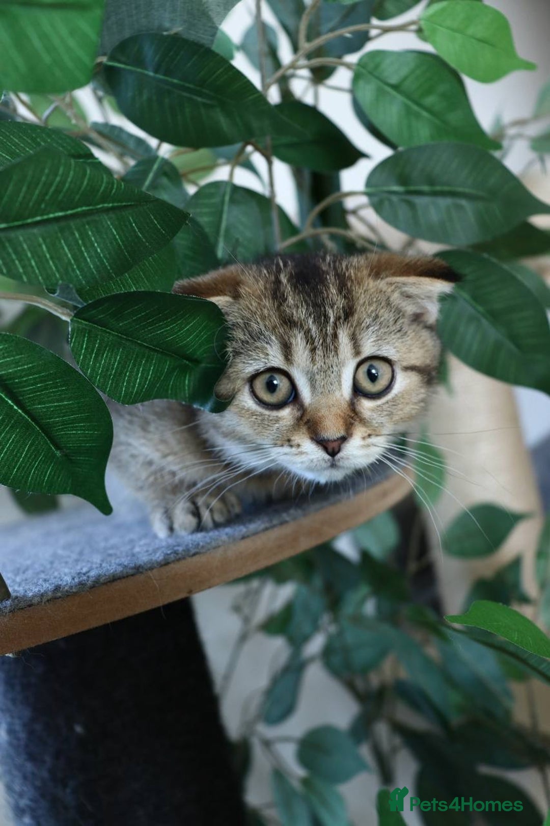 Scottish Fold cats for sale: Ready TICA reg stunning kittens available  - Image 23