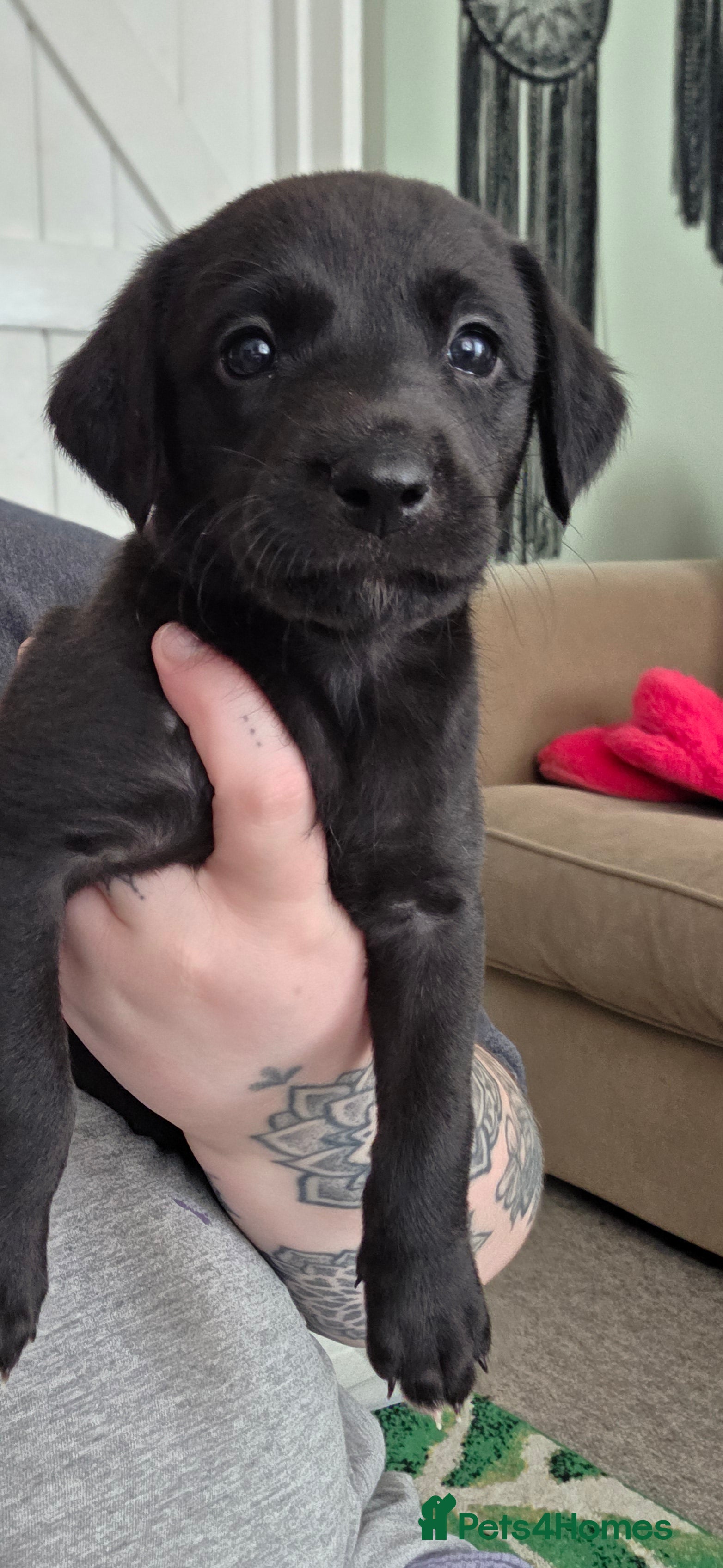 Mixed Breed dogs 🐾 Labrador × Whippet Puppies! 🐾 - Advert 2