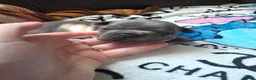 French Bulldog dogs for sale: Beautiful French bulldog pupies  - Advert 5