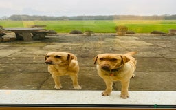Labrador Retriever dogs for sale: X2 Female Farm dogs  - Image 3