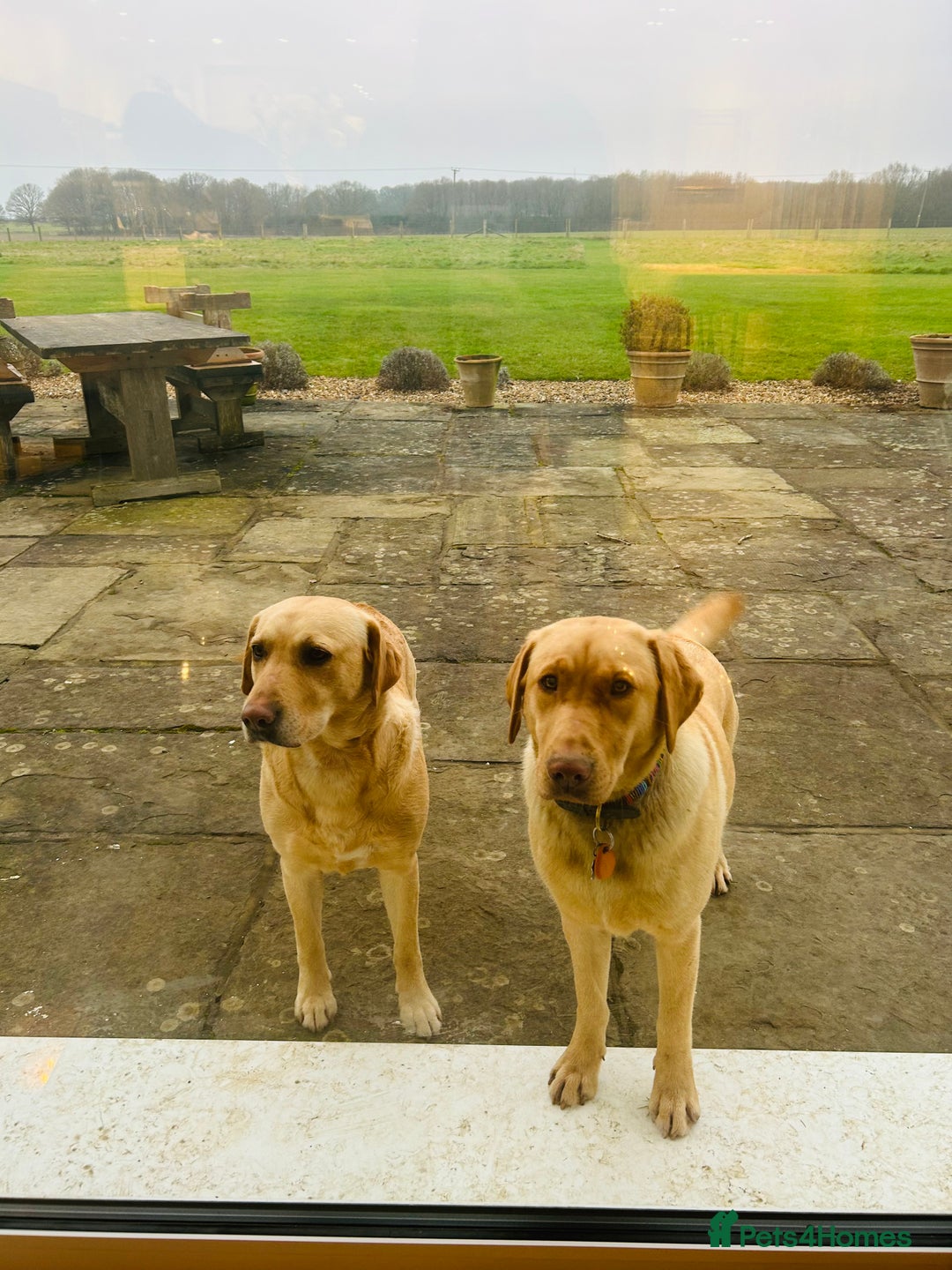 Labrador Retriever dogs for sale: X2 Female Farm dogs  - Image 3
