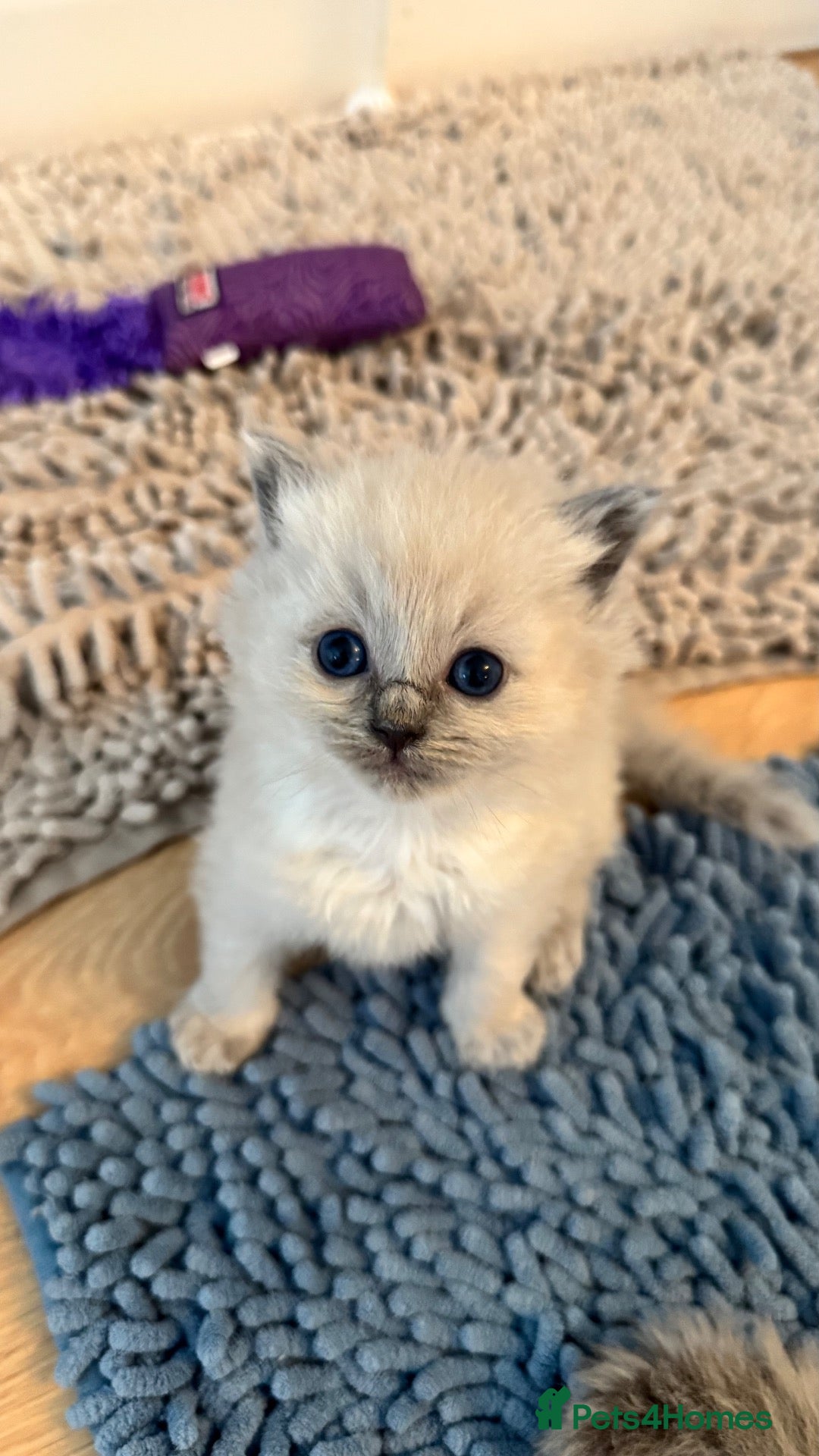 Ragdoll cats Pedigree Mink Ragdoll Kittens - Advert 2