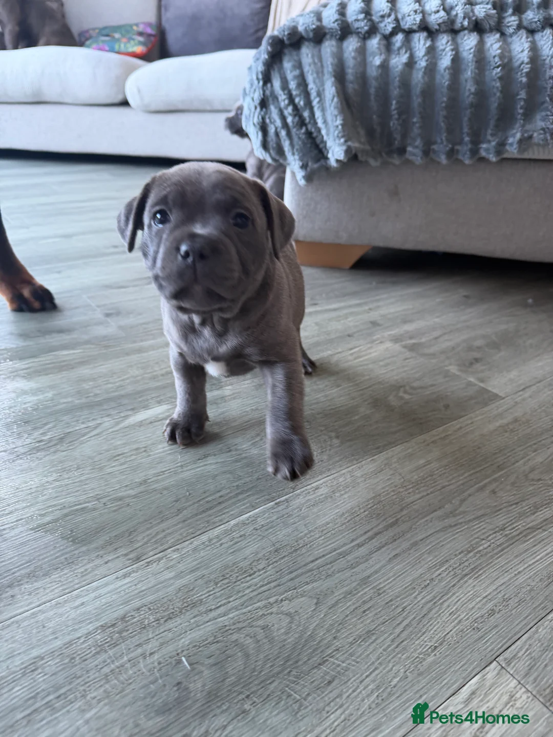 Staffordshire Bull Terrier dogs for sale: Amazing Staffordshire puppies - Advert 15