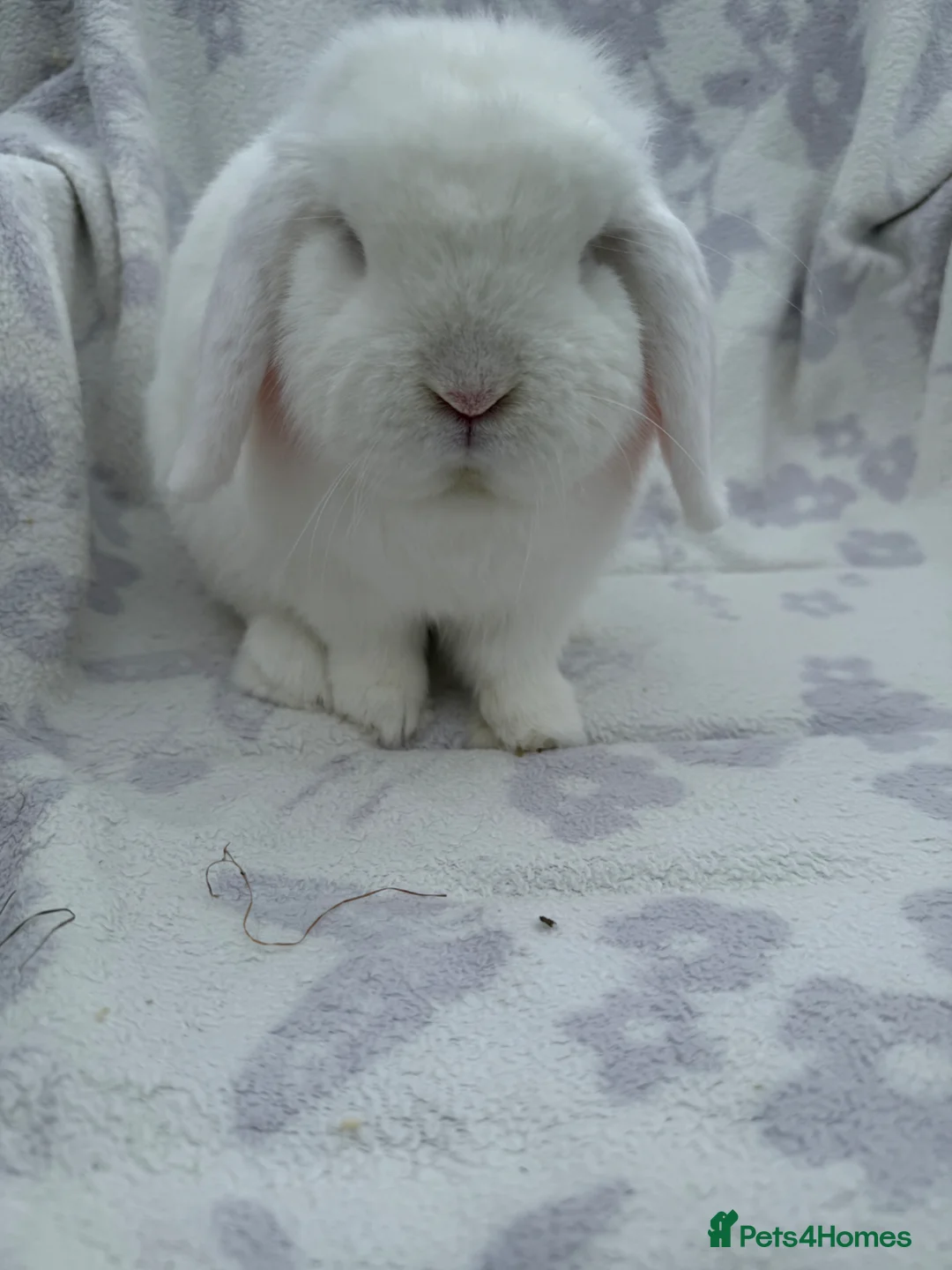 Dwarf Lop rabbits for sale: Dwarf lop boy - available now - Advert 2