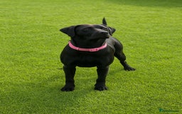Labrador Retriever dogs for sale: Black Labrador  - Image 1
