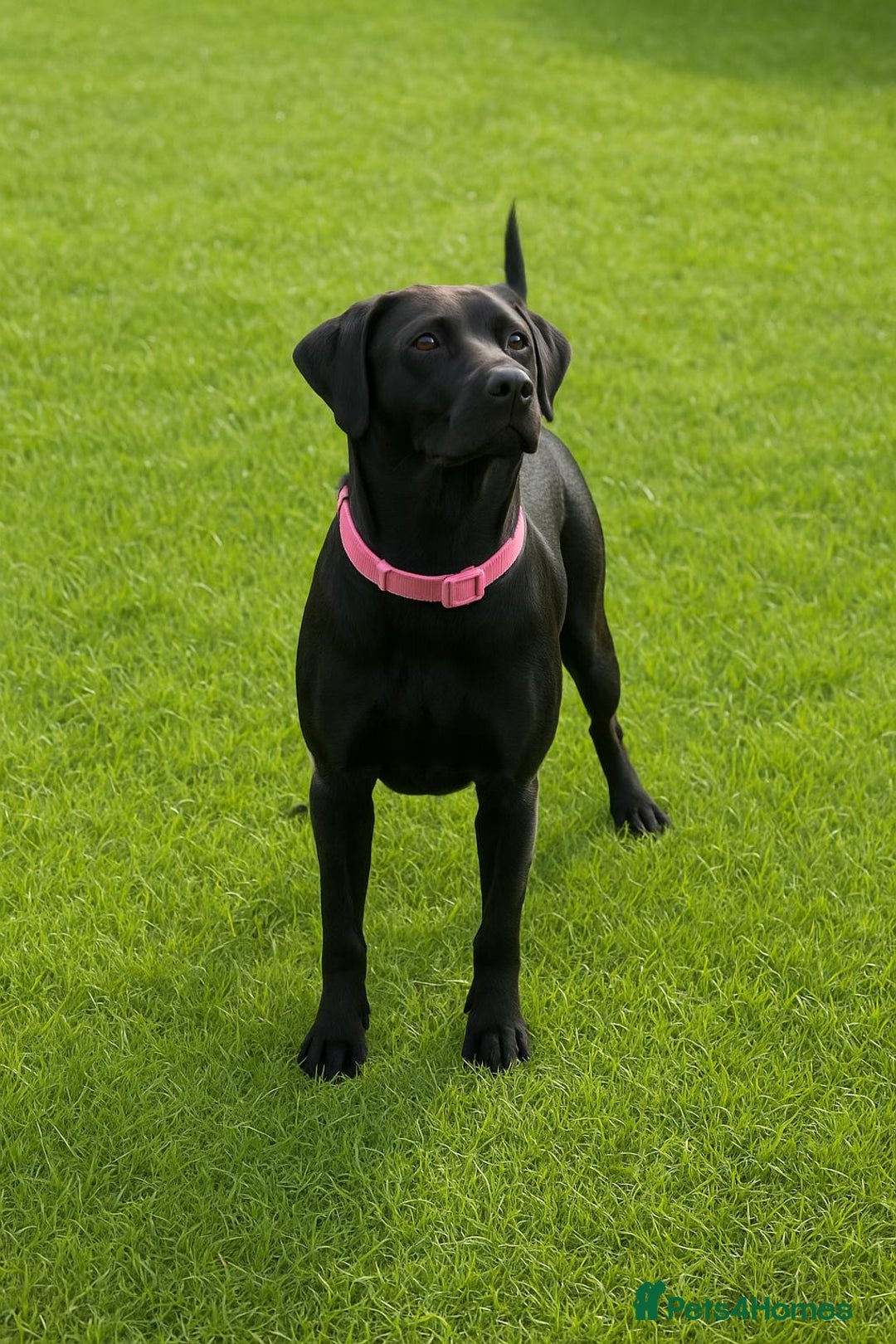 Labrador Retriever dogs for sale: Black Labrador  - Image 1