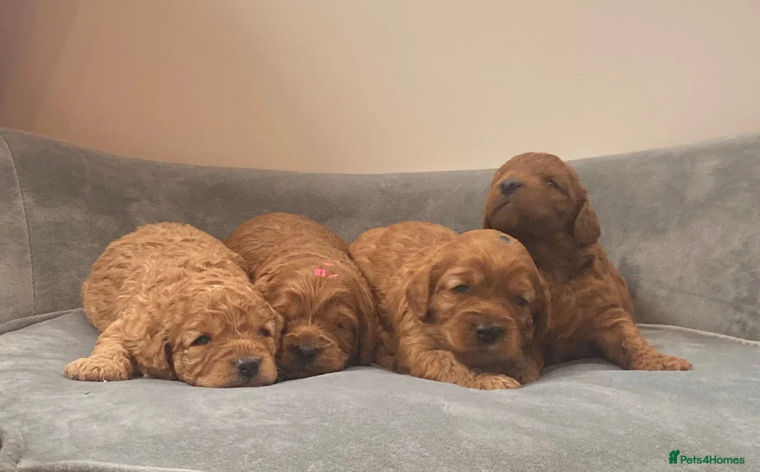 Miniature Poodle dogs for stud: Stunning health tested KC Miniature Poodle in Cannock - Advert 11