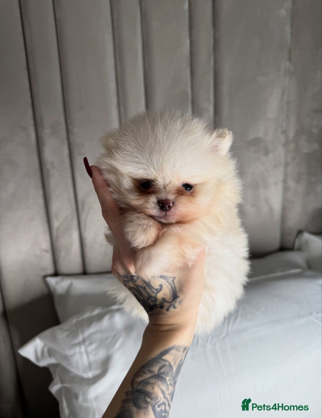 Pomeranian dogs for sale: 3 TEDDY KC POMERANIANS LEFT 🐶 - Advert 8