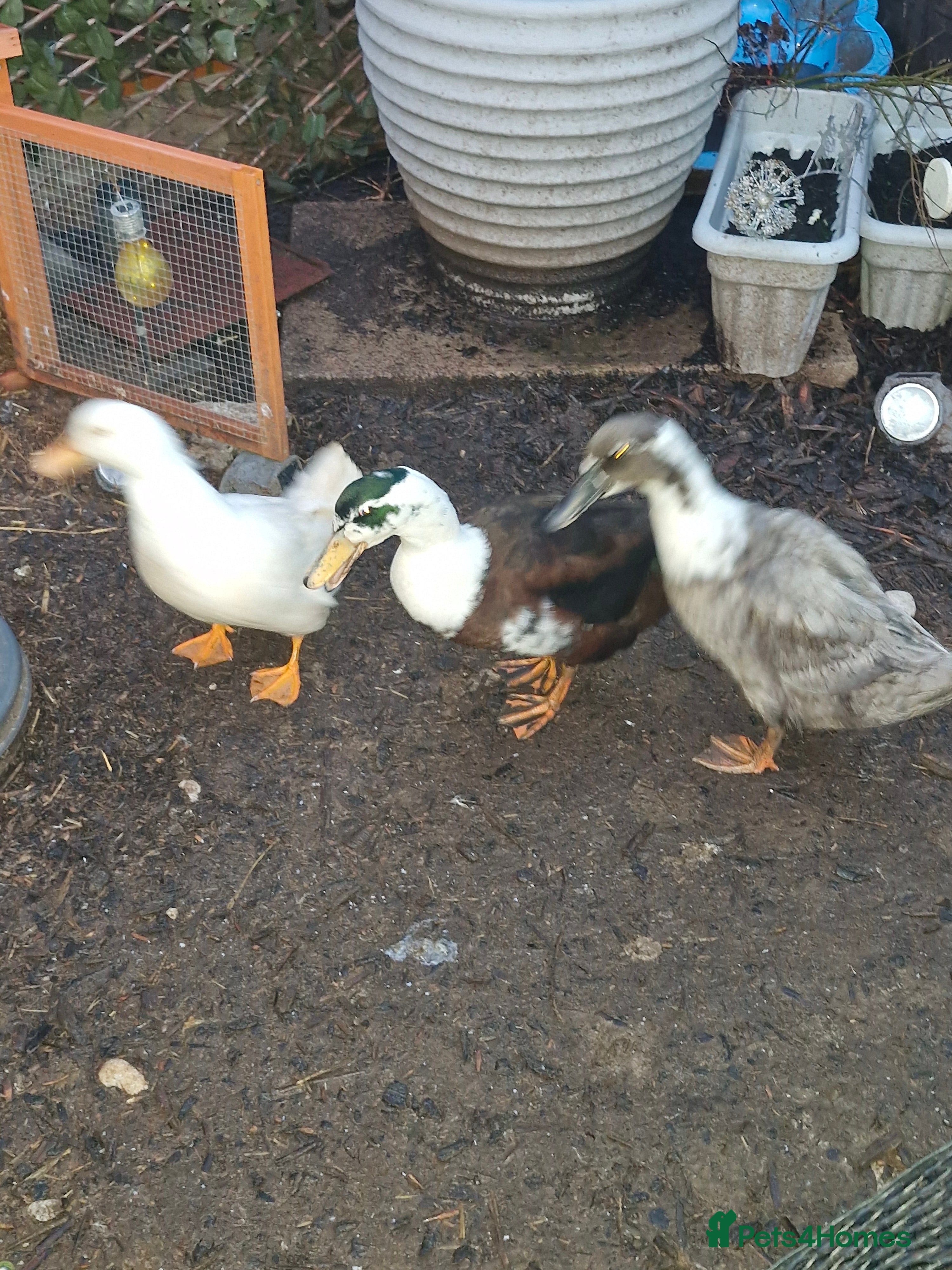 Ducks poultry 3 magpie ducks - Advert 4