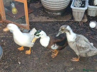 Ducks poultry 3 magpie ducks - Advert 1