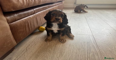 Cocker Spaniel dogs - Advert 1