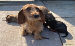 Miniature Dachshund dogs for sale: Quality Dachshund puppies - Image 23