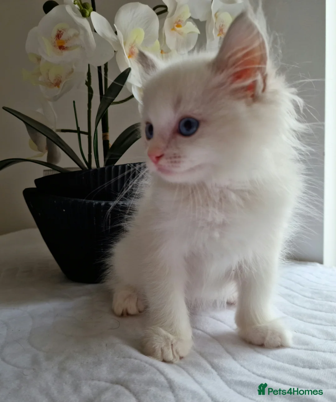 Ragdoll cats for sale: 💎 Elite Ragdoll Kittens  💎 - Advert 3