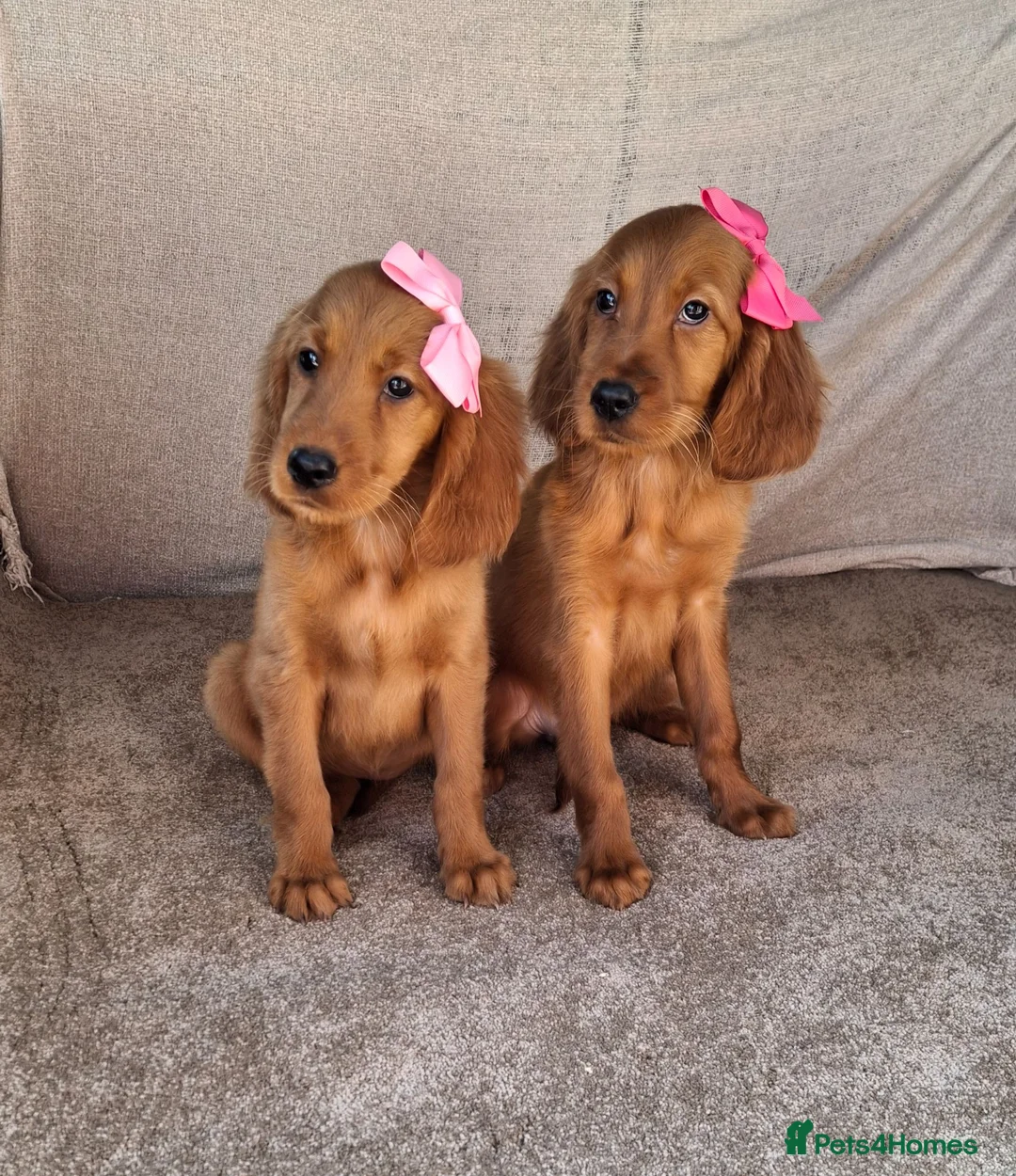 Mixed Breed dogs for sale: Gorgeous irish setter x golden retriever puppies - Advert 1